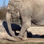 Crimea, elefante inconsolabile per la morte della compagna di spettacoli circensi