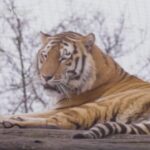 Vienna, la tigre siberiana arriva allo zoo