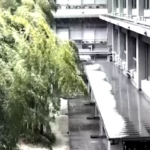Giappone, abbondante nevicata su Tokyo: i fiocchi sono caduti su alberi e palazzi