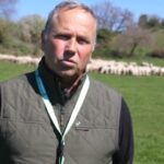 Dazi Usa, allevatori preoccupati: “In pericolo il pecorino romano”