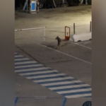 Molise, avvistato un lupo nel porto di Termoli: il video è virale