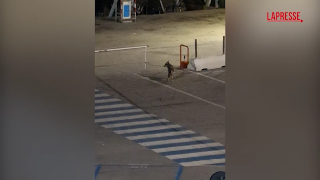 Molise, avvistato un lupo nel porto di Termoli: il video è virale
