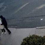 Studentessa turca arrestata negli Usa da agenti in borghese