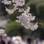 Giappone, i ciliegi in fiori a Tokyo