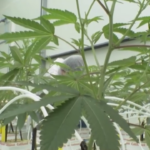 Paesi Bassi, coltivazione cannabis legale per 10 produttori