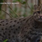 Lo zoo di San Diego ha un nuovo residente: un gatto pescatore di 8 anni