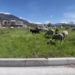 L’Aquila, le rotonde stradali prese d’assalto da greggi di pecore