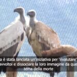 Avvoltoi, animali della morte o risorse per il pianeta? Ecco cosa sappiamo