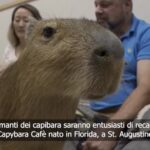 Capibara mania, in Florida arriva il ‘Capybara Cafe’