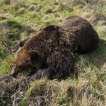 L’Aquila, trovato morto orso bruno marsicano nel Parco nazionale d’Abruzzo