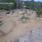 Sisma California, allo zoo di San Diego gli elefanti proteggono i loro piccoli