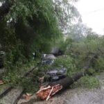 Forti raffiche di vento a Milano: diversi alberi caduti sulle auto parcheggiate