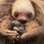 Nello zoo del Minnesota un cucciolo di bradipo nasce davanti ai visitatori