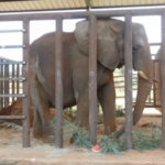 Brasile, l’elefante Pupy arriva nella sua nuova casa dopo 30 anni in uno zoo argentino