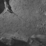 Svizzera, allo zoo di Zurigo nasce un cucciolo di elefante asiatico: il parto in un video