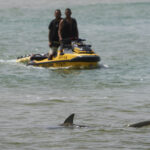 Israele, attacco di uno squalo a Hadera: nuotatore scomparso