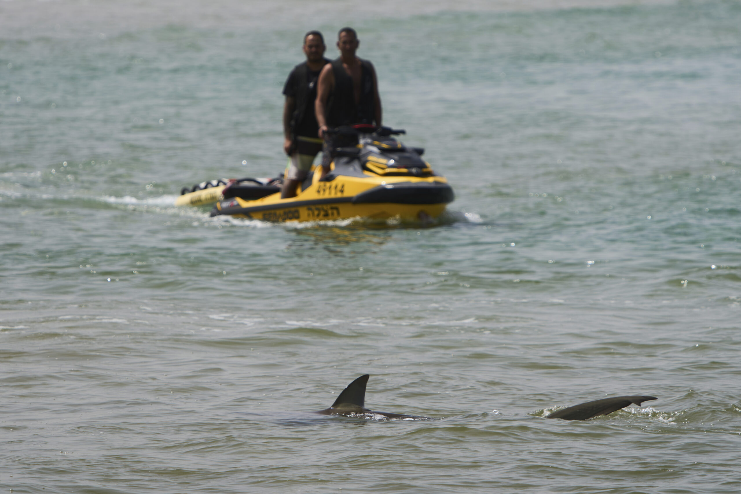 Israele, attacco di uno squalo a Hadera: nuotatore scomparso