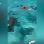 Francesco Totti terrorizzato dagli squali alle Maldive