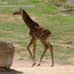 Usa, la giraffa Masai fa la sua prima apparizione allo zoo di San Diego