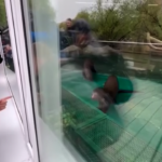 Lontre giganti fanno il loro debutto allo zoo di Mosca