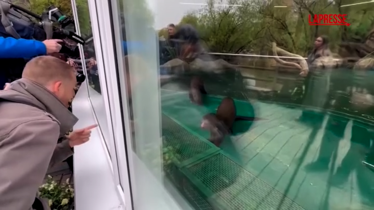 Lontre giganti da Lapresse.it lontre giganti fanno il loro debutto allo zoo di mosca