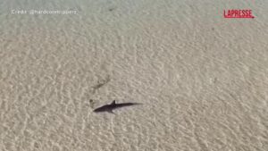 Australia, il salvataggio di un grande squalo bianco: le immagini dal drone
