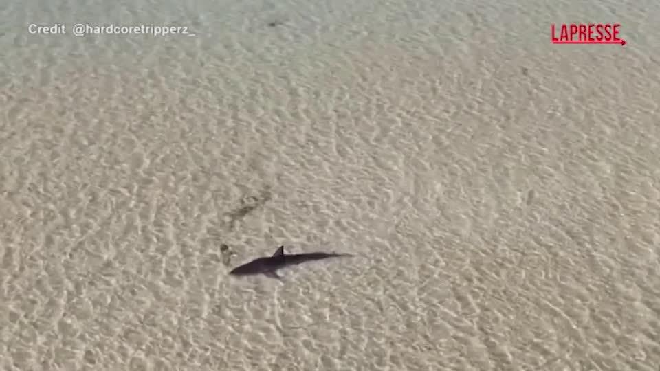 Australia, il salvataggio di un grande squalo bianco: le immagini dal drone Australia, il salvataggio di un grande squalo bianco: le immagini dal drone