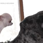 Usa, incontro in Idaho tra il cane più alto e quello più piccolo del mondo