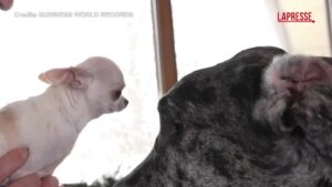 Usa, incontro in Idaho tra il cane più alto e quello più piccolo del mondo