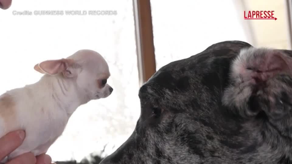 Usa, incontro in Idaho tra il cane più alto e quello più piccolo del mondo Usa, incontro in Idaho tra il cane più alto e quello più piccolo del mondo