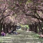 Usa, i newyorkesi si godono la fioritura dei ciliegi al Brooklyn Botanic Garden