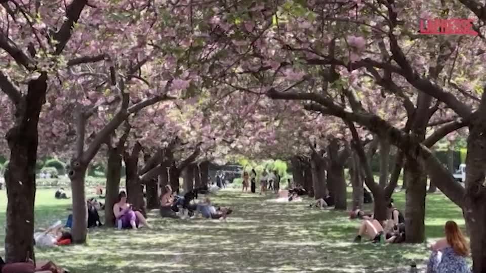 Usa, i newyorkesi si godono la fioritura dei ciliegi al Brooklyn Botanic Garden Usa, i newyorkesi si godono la fioritura dei ciliegi al Brooklyn Botanic Garden