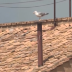 Conclave 2025, il gabbiano sul comignolo della Cappella Sistina