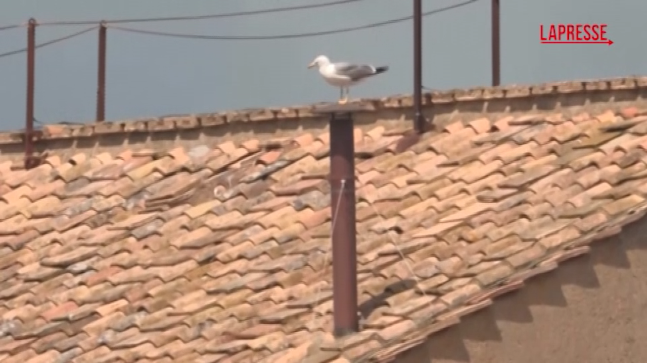 Conclave 2025, il gabbiano sul comignolo della Cappella Sistina Conclave 2025, il gabbiano sul comignolo della Cappella Sistina