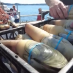 Dazi Trump, in ginocchio anche la raccolta di vongole giganti nel Pacifico