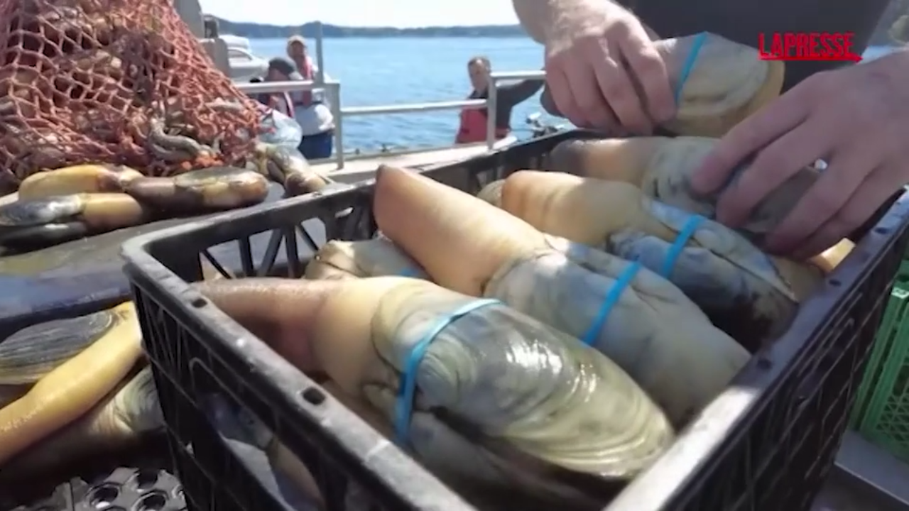 Dazi Trump da Lapresse.it dazi trump in ginocchio anche la raccolta di vongole giganti nel pacifico