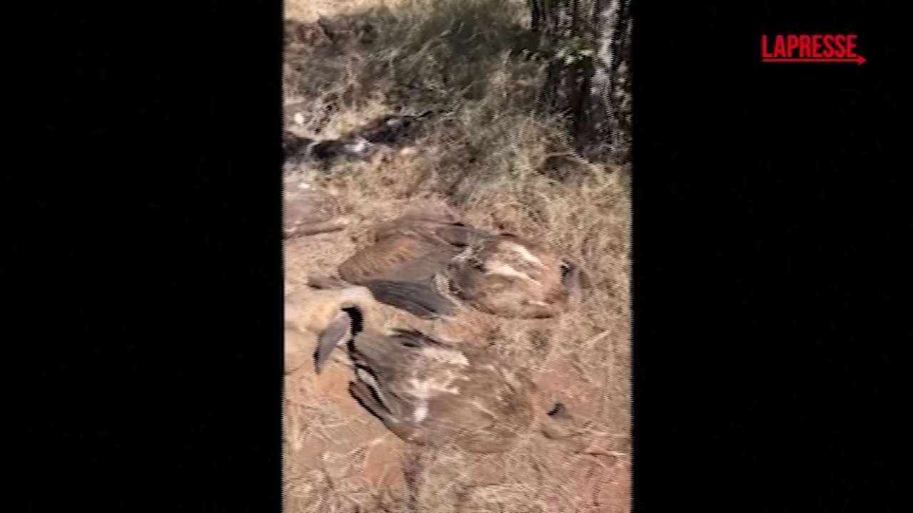 Strage di avvoltoi in Sudafrica: avvelenati da un elefante morto per i pesticidi Strage di avvoltoi in Sudafrica: avvelenati da un elefante morto per i pesticidi
