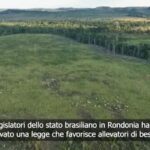 Brasile, nuova legge favorisce allevatori che avevano convertito Foresta Amazzonica in pascolo