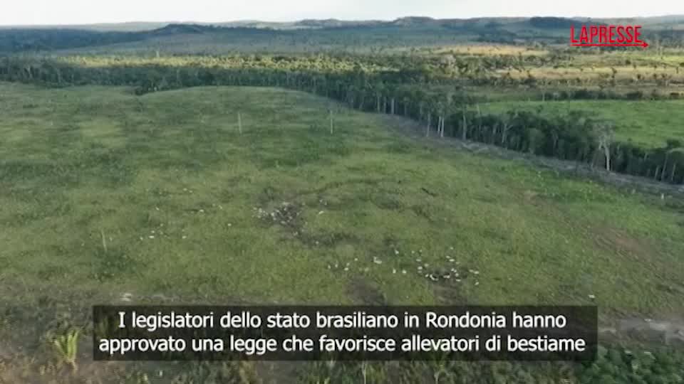 Brasile, nuova legge favorisce allevatori che avevano convertito Foresta Amazzonica in pascolo Brasile, nuova legge favorisce allevatori che avevano convertito Foresta Amazzonica in pascolo