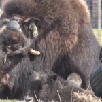 Festa della mamma 2025: in Alaska si festeggia accarezzando il bue muschiato
