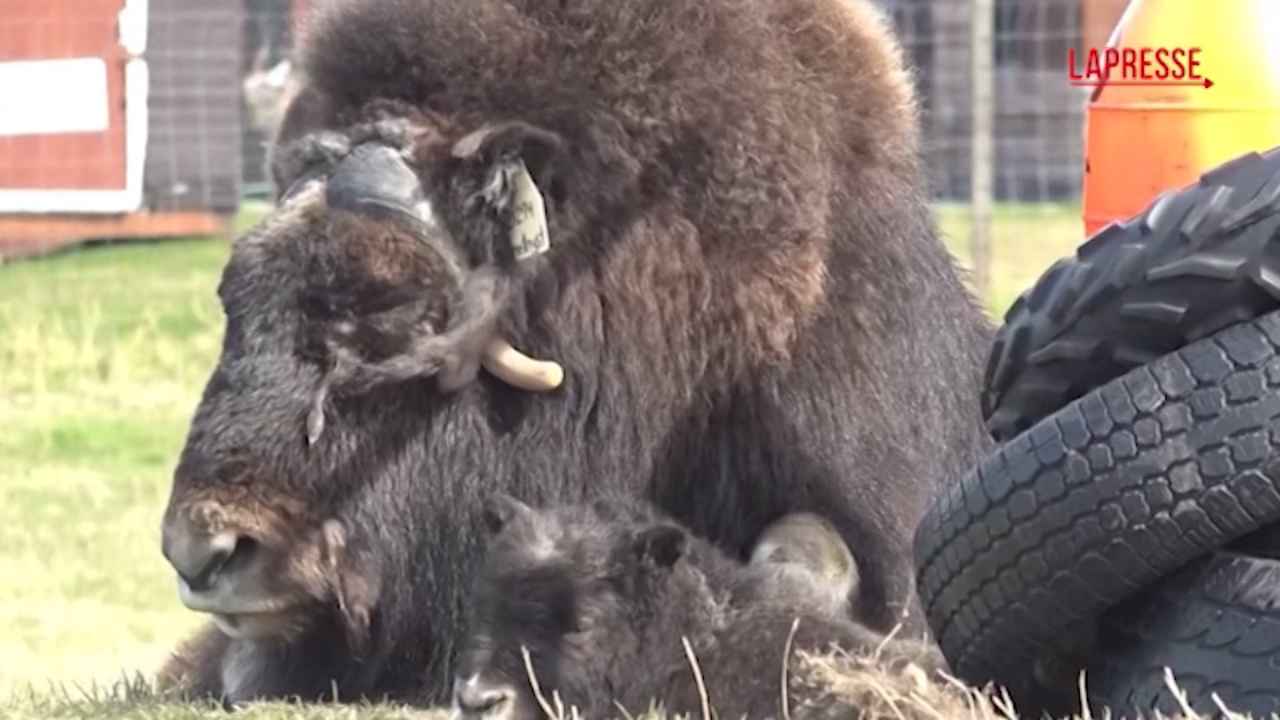 Festa della mamma: in Alaska si festeggia accarezzando il bue muschiato Festa della mamma: in Alaska si festeggia accarezzando il bue muschiato