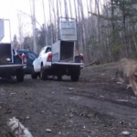 Russia, due tigri liberate in natura