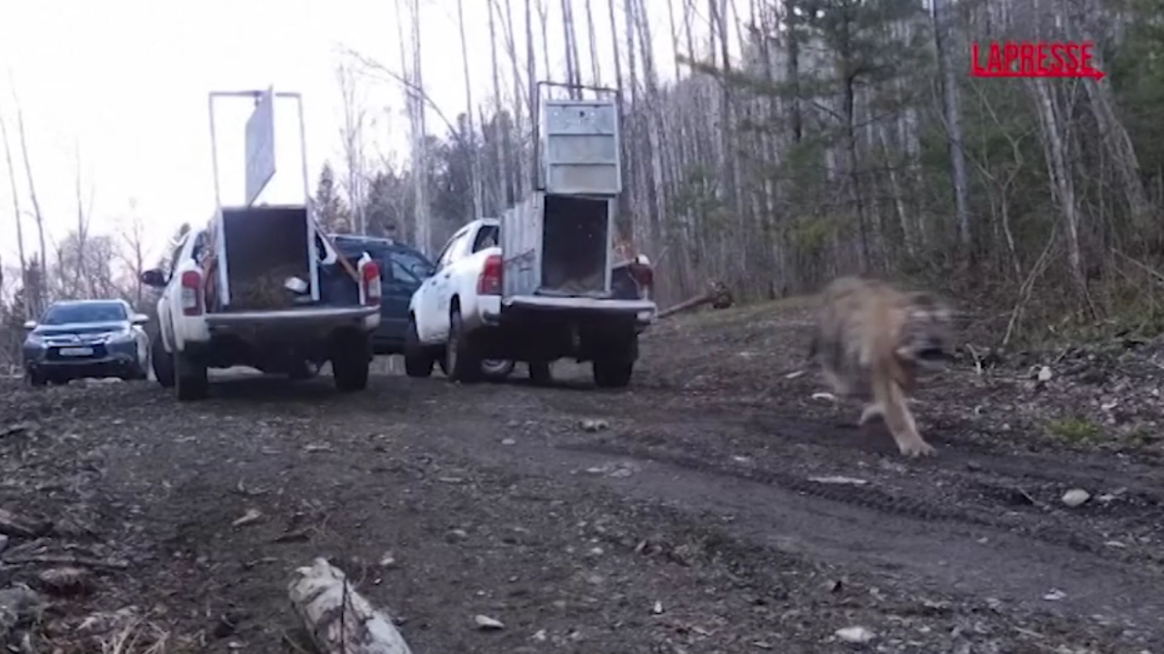 Russia, due tigri liberate in natura Russia, due tigri liberate in natura