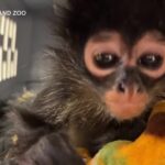 Usa, allo zoo di Oakland un cucciolo di scimmia ritrovato durante un’operazione antidroga