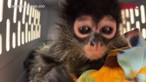 Usa, allo zoo di Oakland un cucciolo di scimmia ritrovato durante un’operazione antidroga