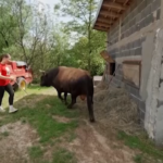 Bosnia, a 15 anni addestra tori per le corride: il racconto di Mirnesa Junuzovic