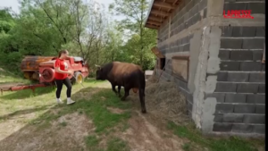 Bosnia, a 15 anni addestra tori per le corride: il racconto di Mirnesa Junuzovic