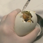 Nato al Bioparco di Roma un raro avvoltoio “papa”