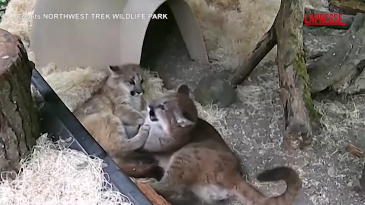 Due cuccioli di puma orfani si ritrovano nel parco di Eatonville: le immagini Due cuccioli di puma orfani si ritrovano nel parco di Eatonville: le immagini