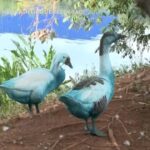 Brasile, il ruscello si colora di blu dopo incidente: morti pesci e uccelli